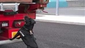 Detector dog sniffs out 8 million cigarettes seized in Limerick