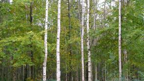 Irish govt announces biggest ever forestry investment of &euro;1.3bn