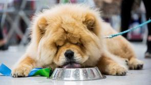 Cuteness overload: Ireland's Puppy of the Year declared at grand finale in Limerick