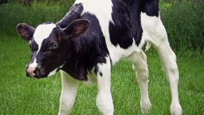 ISPCA calls on Agriculture Minister to investigate hundreds of dead calves on Irish farm