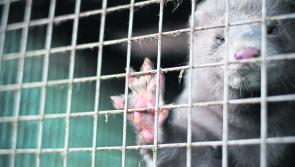 'Right and appropriate' - Irish fur farms to receive funding for wind-down of operations