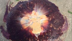 Irish Coastguard warning after number of 'painful stings' from Lion's Mane jellyfish 