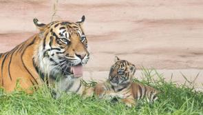 ALERT: Fota Wildlife Park warns visitors to cancel bank cards following cyber attack