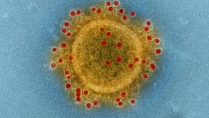 Luke O'Neill reveals how to tell if you have new Covid-19 variant before Christmas