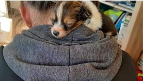 WATCH: Limerick journalist to run marathon for LAW and front line staff PPE