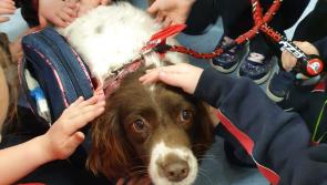 Limerick teacher&rsquo;s appeal to get stolen dog back and warns of &lsquo;massive increase in thefts&rsquo;