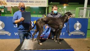 Hat-trick for Limerick trainer Pat Buckley in English Greyhound Derby in Nottingham