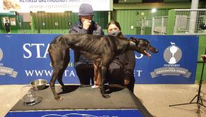 Limerick trainer Pat Buckley with two runners in semi final of English Greyhound Derby
