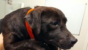 Gardai ask for public's help in search for owners of stolen dogs