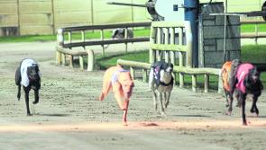 Final line-up for &euro;30,000 Irish St Leger in Limerick Greyhound Stadium