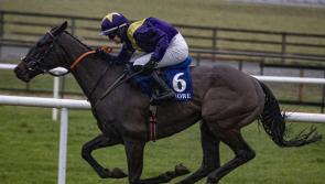 Bumper spell of success for Limerick racing