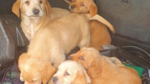 Garda&iacute; seize 17 dogs they believe to be stolen in searches of three vehicles