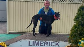 Greyhound & Petworld Golden Muzzle semi-finals tops bill at Limerick Greyhound Stadium