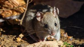 How to avoid inviting rats into your house over Christmas 