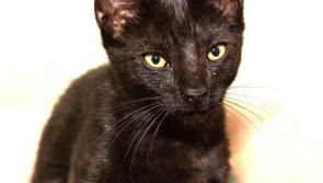 Black cats and superstitions on Friday 13 