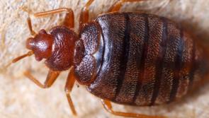 WARNING: risk of bed bugs for returning holidaymakers
