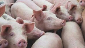 Pigs being slaughtered and dumped due to labour shortages
