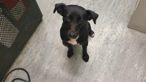 Irish Rail appeals for owner of dog who took solo journey to Dublin