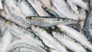 McConalogue approves &euro;45m investment funding for seafood enterprises