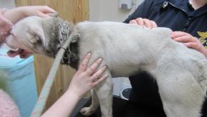 Irish animal welfare group urges people not to use pain to train pets