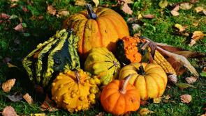 Green Fingers: Save those seeds - pumpkins don&rsquo;t grow on trees 