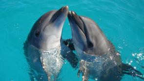 Travel company bans holidays that include 'cruel' treatment of dolphins and whales