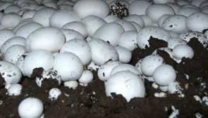 Peat harvesting could return for horticulture use - report recommends