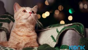 Missing a wild Christmas Eve night out? Here's why you should stay in! 