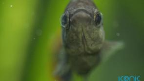 Tequila fish brought back from extinction 