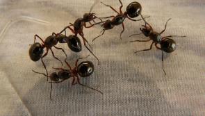 Irish pest control company reports 80% increase in callouts for ant infestations