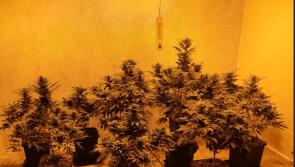 Man arrested after Gardai discover &euro;150k worth of cannabis plants and herb