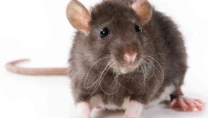 Dead rodent on box of crisps and no hot water - 7 food businesses closed in March