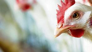 Easement on sale of defrosted poultry meat in UK does not affect Ireland, says FSAI