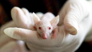 ISPCA asks people to sign petition urging European Commission to uphold animal testing ban