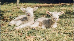 Dog owners reminded to be responsible this lambing season