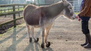 Rescued: donkeys unable to walk properly and abandoned in neglected state