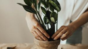 Green Fingers: What&rsquo;s the best way to feed your plants? 