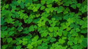 Was St Patrick the first environmentalist?