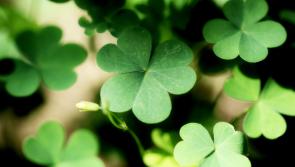 Organisers of controversial St Patrick's Day float depicting late Carlow pensioner issue apology