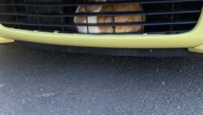Rabbit gets a 'grilling' from Garda&iacute; after getting stuck in vehicle