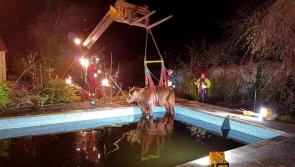 In Pictures: Brazen bullock rescued from swimming pool after escaping nearby field