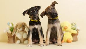 Dogs Trust Ireland warns of toxic threats to dogs this Easter&nbsp;

