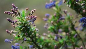 Green Fingers: Little pollinators that are the bee&rsquo;s knees 