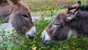 'Be mindful' - Public advised not to feed horses and donkeys without the owner&rsquo;s permission

