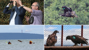 'Magnificent birds' - Taoiseach releases formerly extinct eagles into the wild