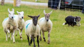 McConalogue extends application deadline for new sheep farmers scheme