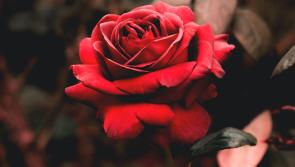 'We'll have a few surprises up our sleeves' - Rose of Tralee returns after two-year hiatus