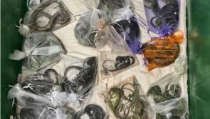 Man pleads guilty to smuggling 1,700 animals