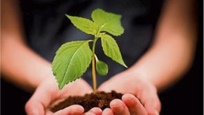 Horticulture growers to receive up to &euro;100,000 each in exceptional payment scheme