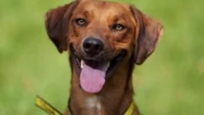 Rescue dog raises the alarm and saves family from fire in their home